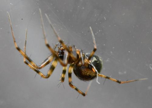 Réf. 334 784 : Lepthyphantes minutus